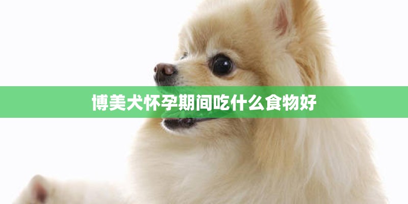 博美犬怀孕期间吃什么食物好 博美犬怀孕期间吃什么食物好
