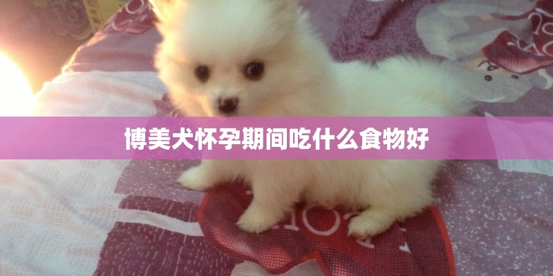 博美犬怀孕期间吃什么食物好 博美犬怀孕期间吃什么食物好