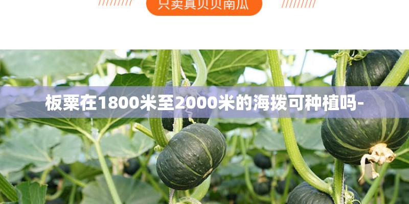 板粟在1800米至2000米的海拨可种植吗- 板粟在1800米至2000米的海拨可种植吗-