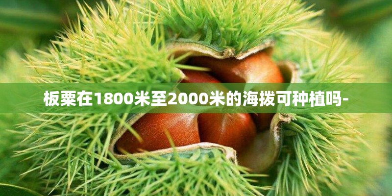 板粟在1800米至2000米的海拨可种植吗- 板粟在1800米至2000米的海拨可种植吗-