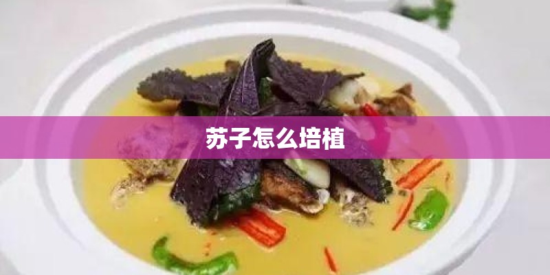 苏子怎么培植