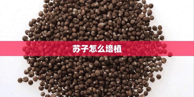 苏子怎么培植