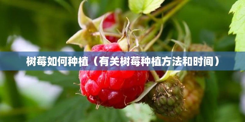 树莓如何种植（有关树莓种植方法和时间）