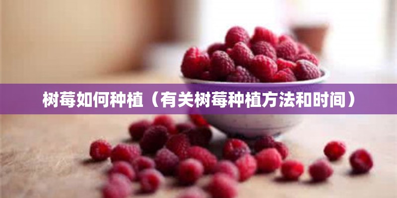 树莓如何种植（有关树莓种植方法和时间）