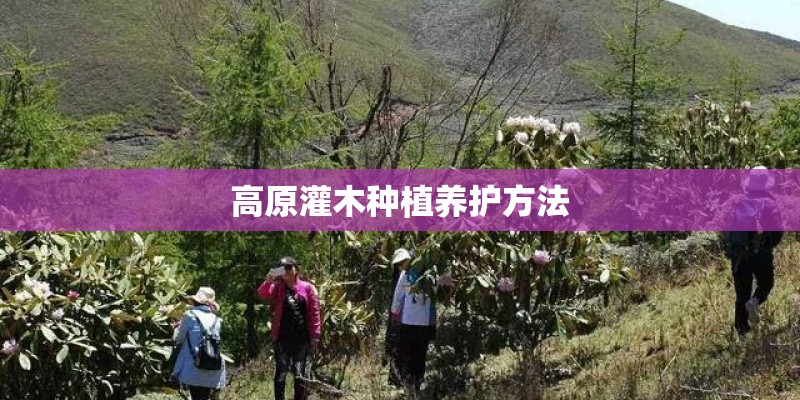 高原灌木种植养护方法 高原灌木种植养护方法