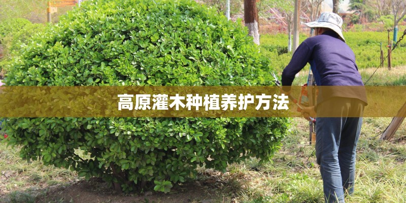高原灌木种植养护方法 高原灌木种植养护方法