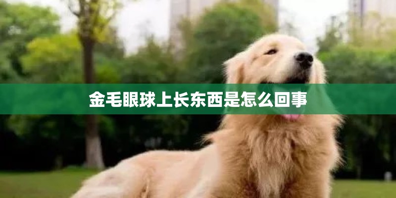 金毛眼球上长东西是怎么回事 金毛眼球上长东西是怎么回事