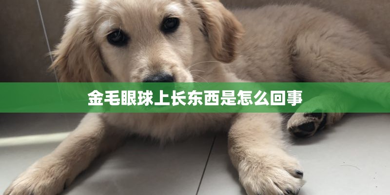 金毛眼球上长东西是怎么回事 金毛眼球上长东西是怎么回事