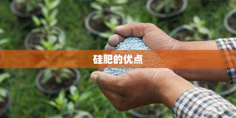硅肥的优点 硅肥的优点