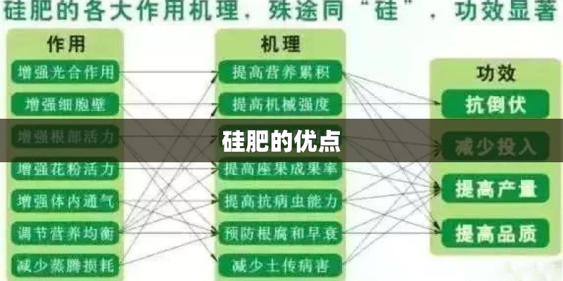 硅肥的优点 硅肥的优点