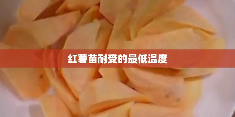 红薯苗耐受的最低温度 红薯苗耐受的最低温度