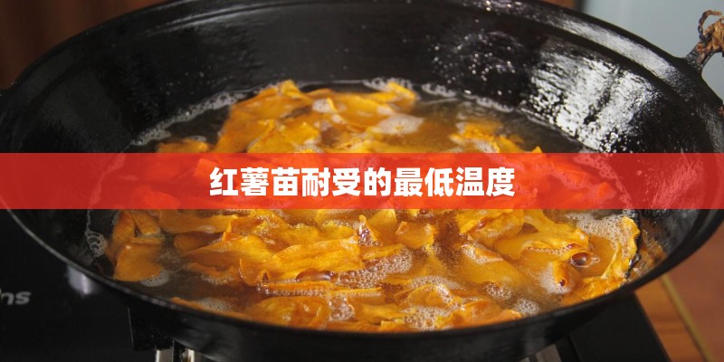 红薯苗耐受的最低温度 红薯苗耐受的最低温度