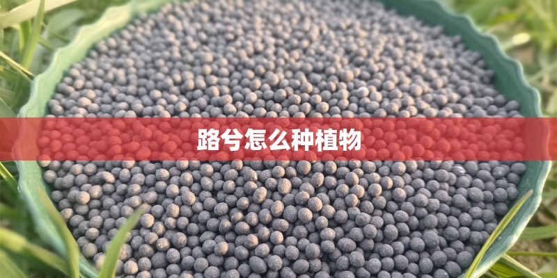 路兮怎么种植物 路兮怎么种植物