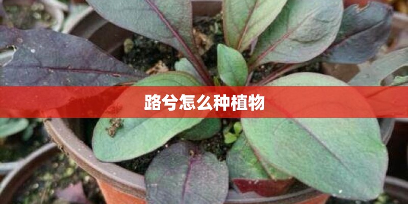 路兮怎么种植物 路兮怎么种植物
