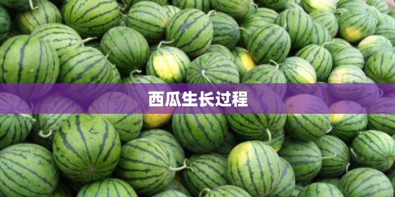 西瓜生长过程 西瓜生长过程