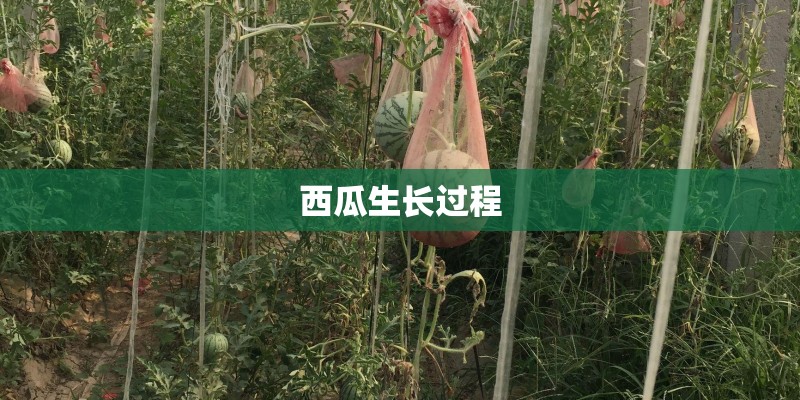 西瓜生长过程 西瓜生长过程