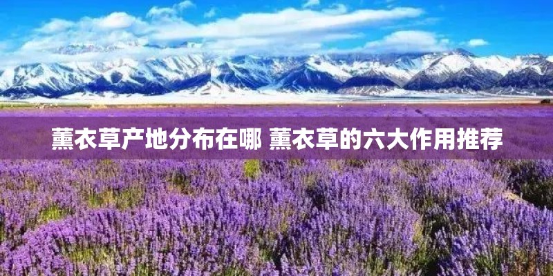 薰衣草产地分布在哪 薰衣草的六大作用推荐 薰衣草产地分布在哪 薰衣草的六大作用推荐