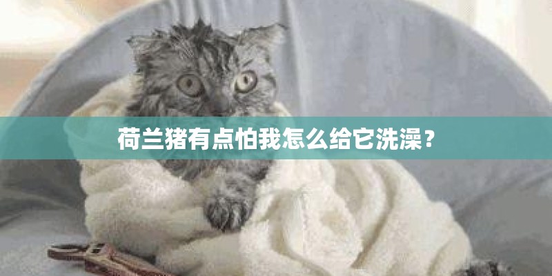 荷兰猪有点怕我怎么给它洗澡? 荷兰猪有点怕我怎么给它洗澡?