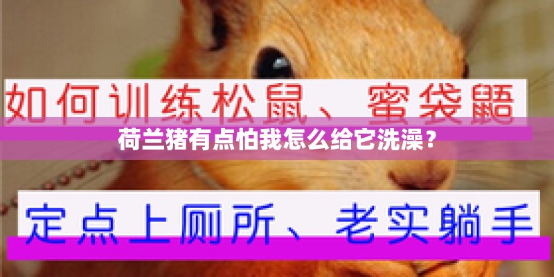 荷兰猪有点怕我怎么给它洗澡? 荷兰猪有点怕我怎么给它洗澡?