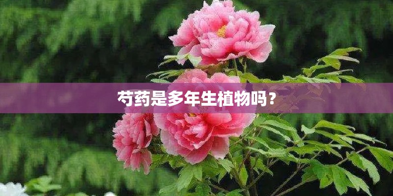 芍药是多年生植物吗? 芍药是多年生植物吗?