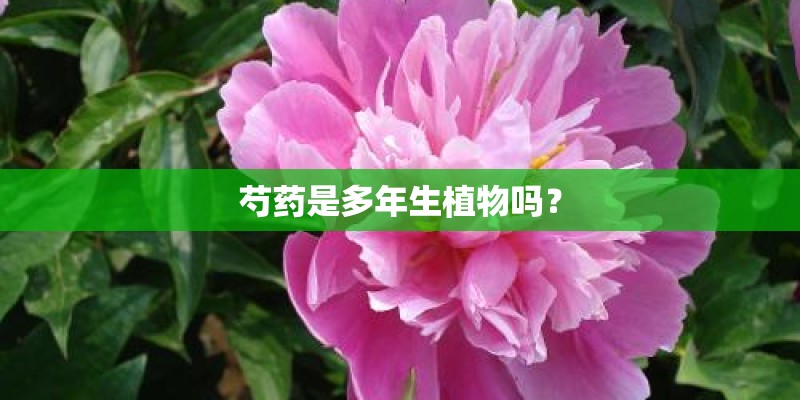 芍药是多年生植物吗? 芍药是多年生植物吗?