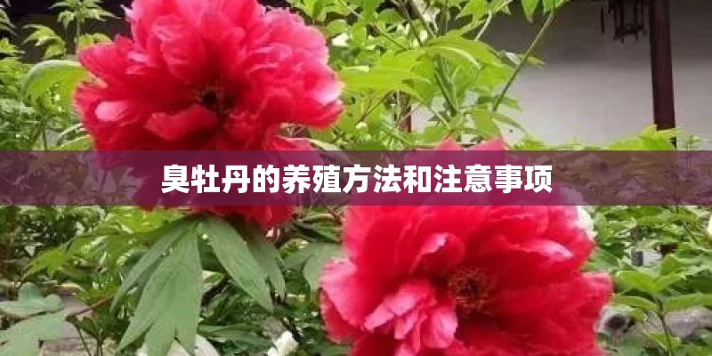 臭牡丹的养殖方法和注意事项 臭牡丹的养殖方法和注意事项