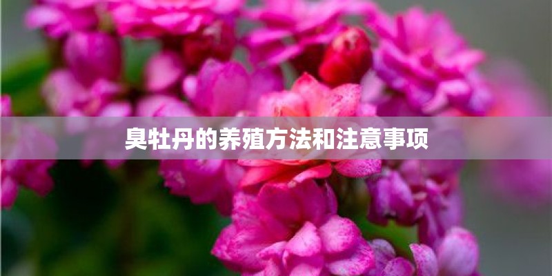 臭牡丹的养殖方法和注意事项 臭牡丹的养殖方法和注意事项