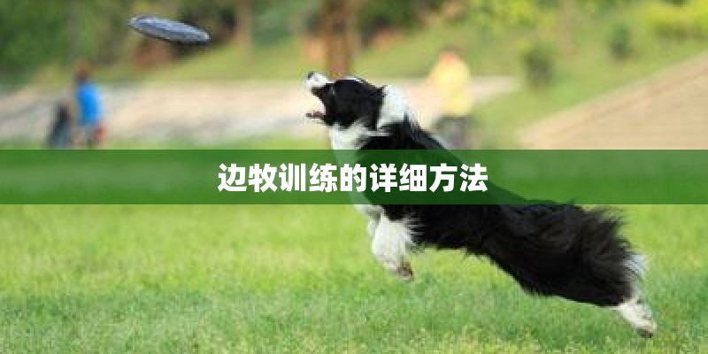 边牧训练的详细方法