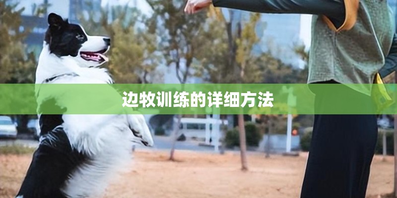 边牧训练的详细方法