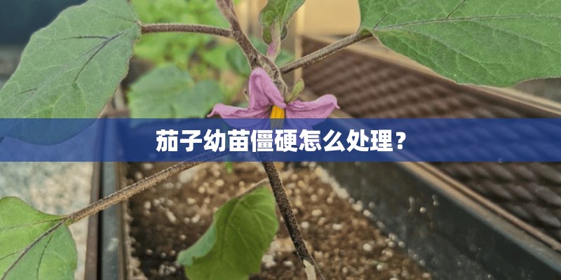 茄子幼苗僵硬怎么处理? 茄子幼苗僵硬怎么处理?