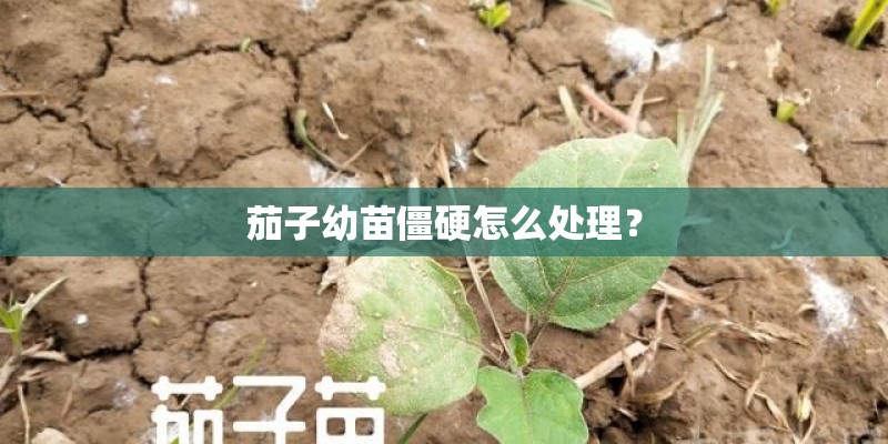 茄子幼苗僵硬怎么处理? 茄子幼苗僵硬怎么处理?