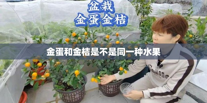 金蛋和金桔是不是同一种水果 金蛋和金桔是不是同一种水果