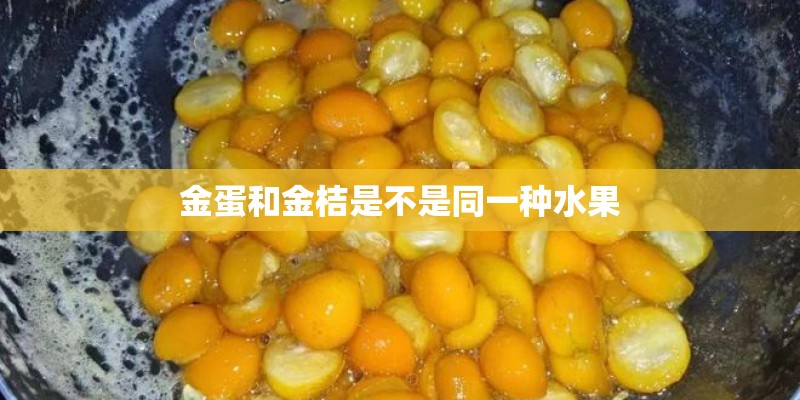 金蛋和金桔是不是同一种水果 金蛋和金桔是不是同一种水果