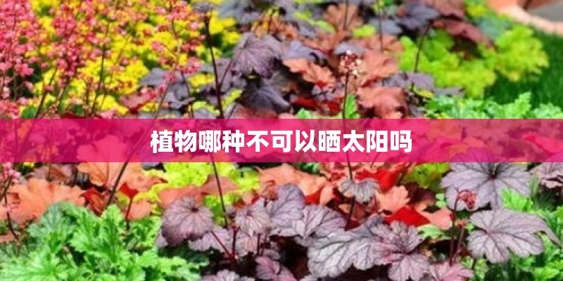 植物哪种不可以晒太阳吗 植物哪种不可以晒太阳吗