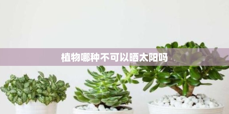 植物哪种不可以晒太阳吗 植物哪种不可以晒太阳吗