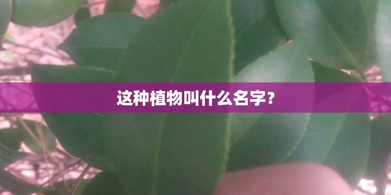 这种植物叫什么名字? 这种植物叫什么名字?