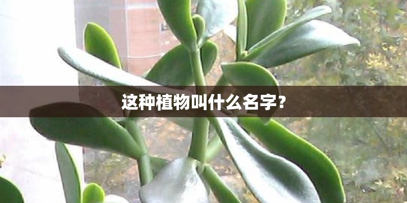 这种植物叫什么名字? 这种植物叫什么名字?