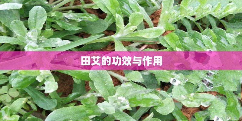 田艾的功效与作用 田艾的功效与作用