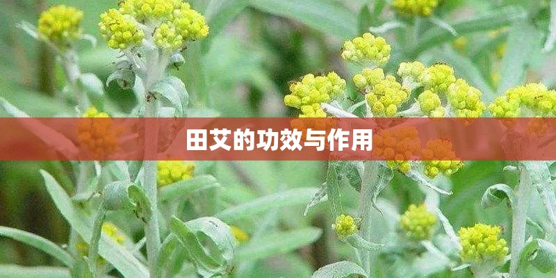 田艾的功效与作用 田艾的功效与作用