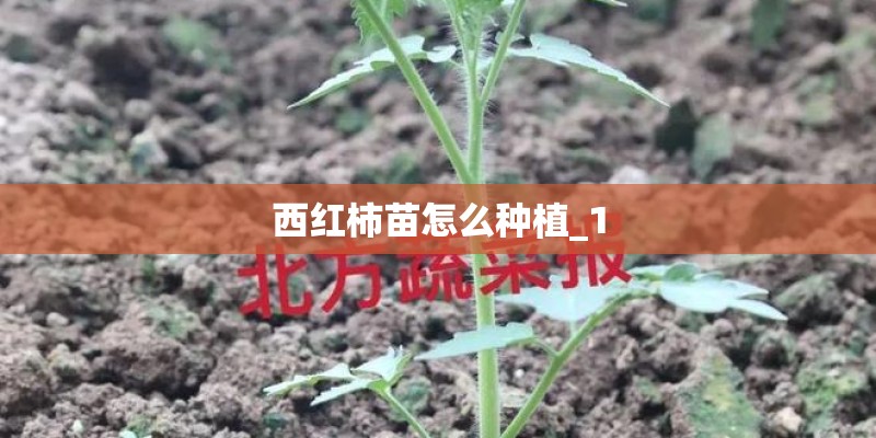 西红柿苗怎么种植_1 西红柿苗怎么种植_1