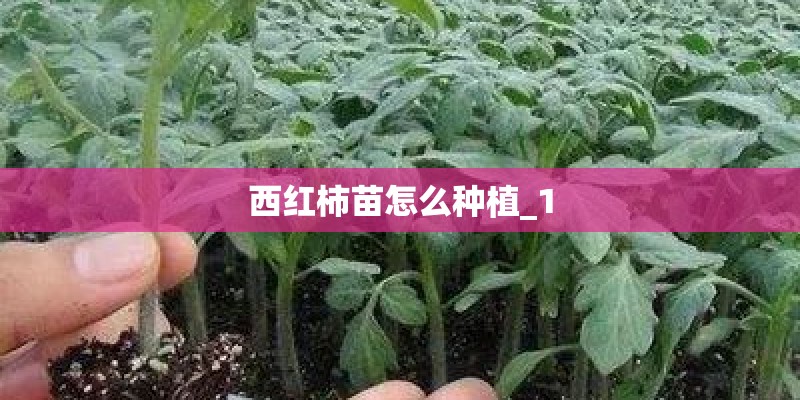 西红柿苗怎么种植_1 西红柿苗怎么种植_1