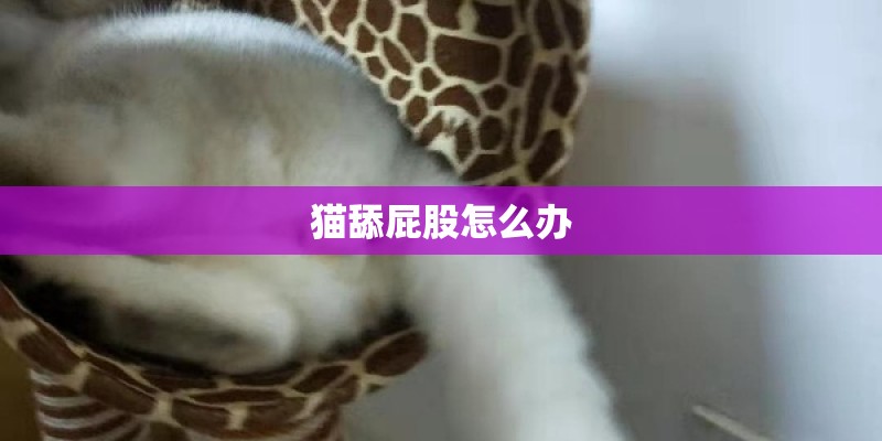 猫舔屁股怎么办 猫舔屁股怎么办