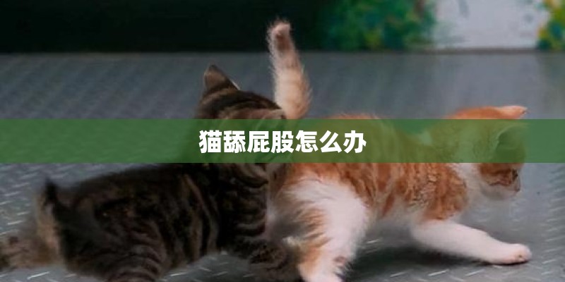 猫舔屁股怎么办 猫舔屁股怎么办
