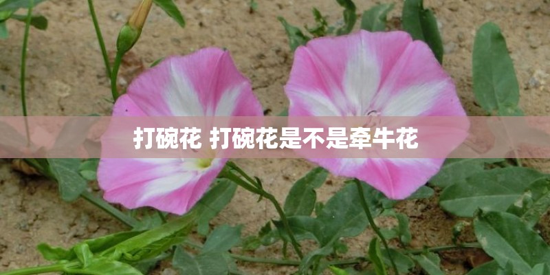 打碗花 打碗花是不是牵牛花 打碗花 打碗花是不是牵牛花
