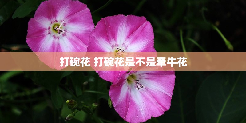 打碗花 打碗花是不是牵牛花 打碗花 打碗花是不是牵牛花