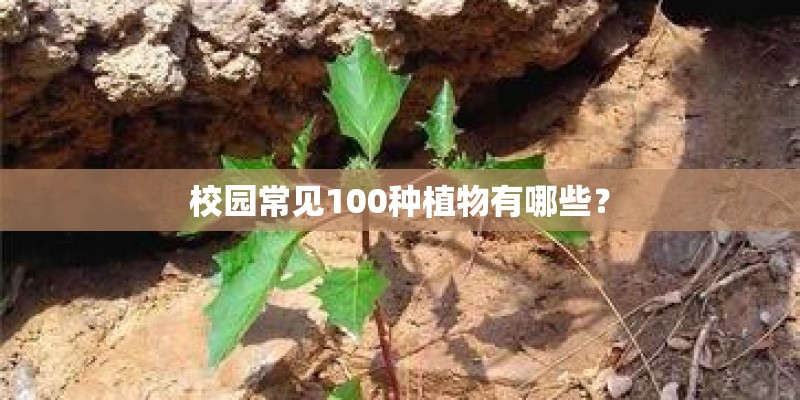 校园常见100种植物有哪些? 校园常见100种植物有哪些?