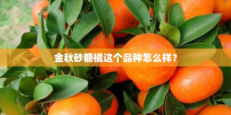 植物大战僵尸里的植物有什么太阳