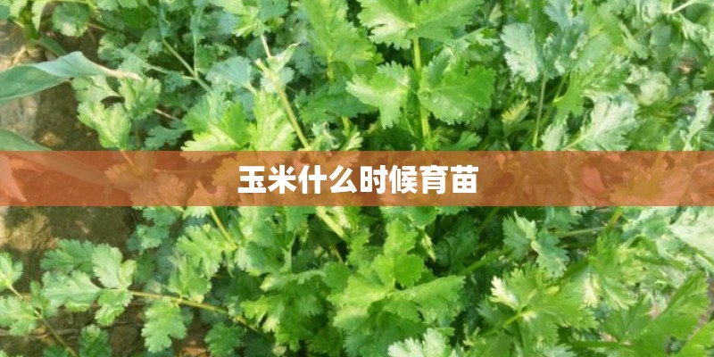 玉米什么时候育苗 玉米什么时候育苗
