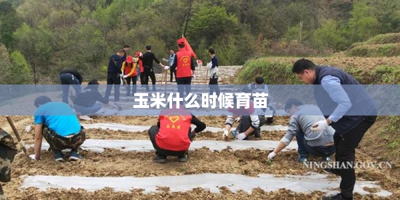 玉米什么时候育苗 玉米什么时候育苗