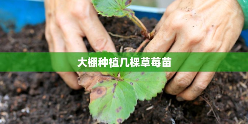 大棚种植几棵草莓苗 大棚种植几棵草莓苗